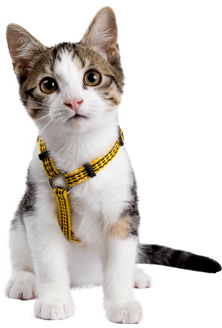 European shorthair kitten / cat on transparent background.